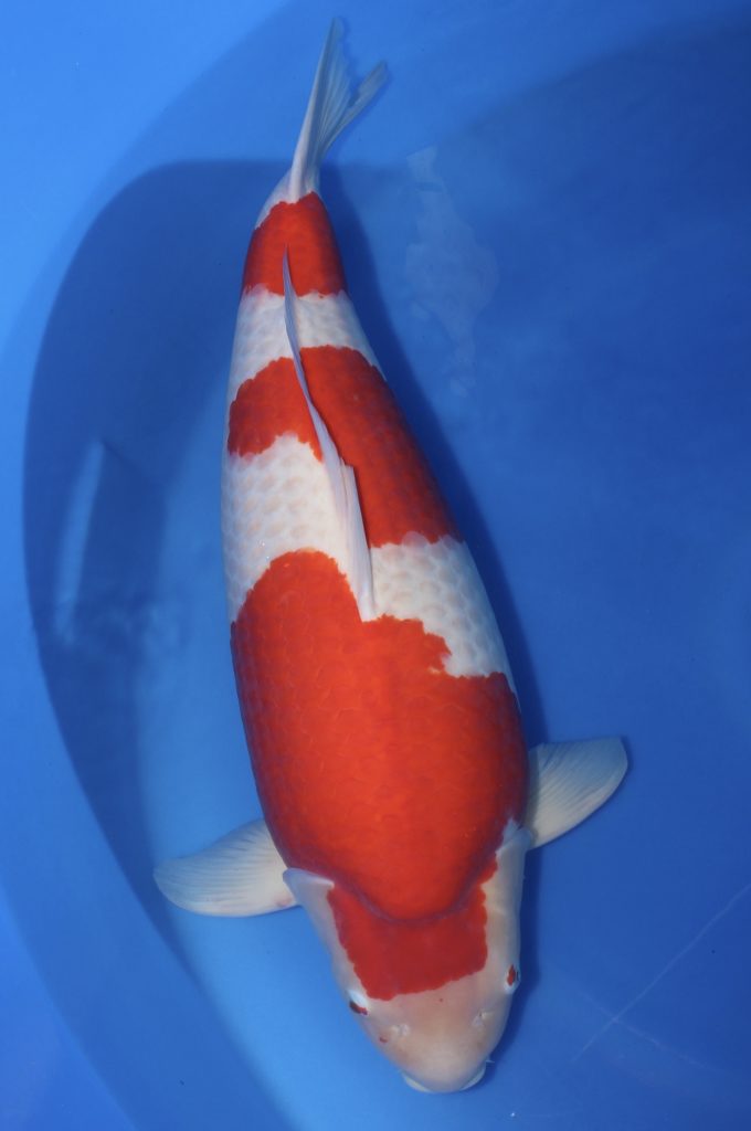 lilly-kodama-koi-show